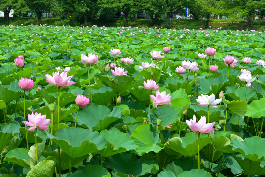 高田城址公園