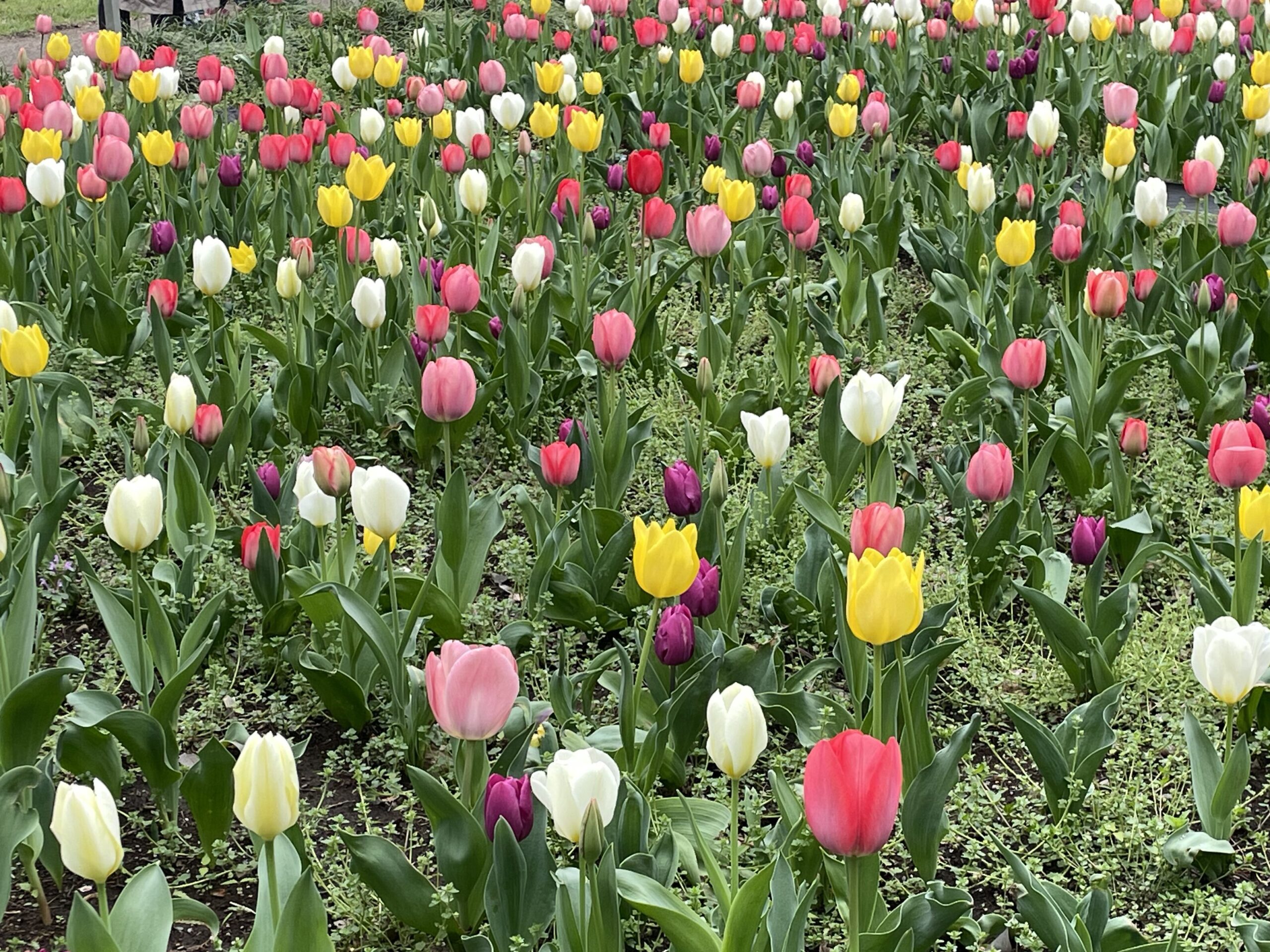 東京都世田谷区にある砧公園の様子。チューリップが咲いている。