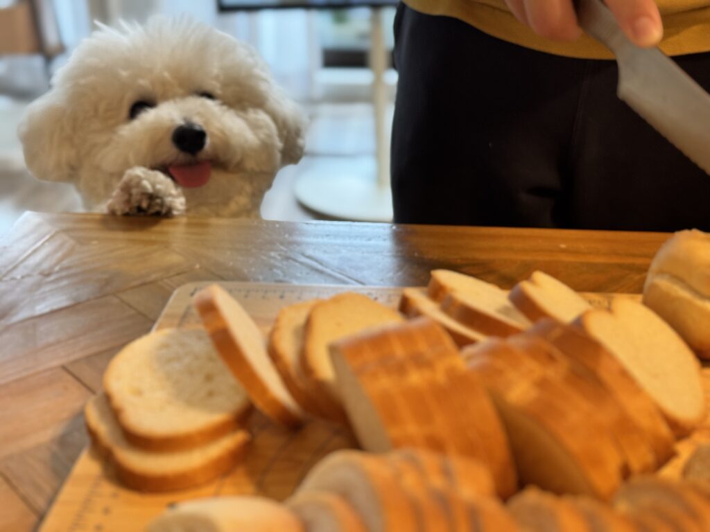 ビションフリーゼのなぎもワクワク