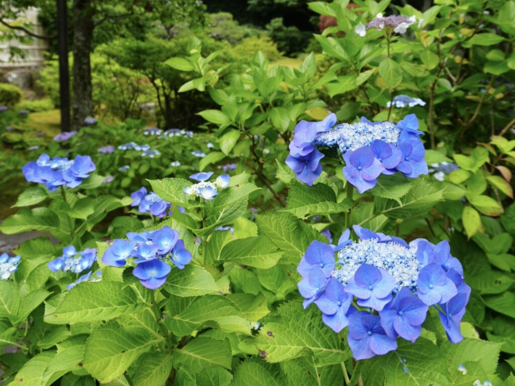 鎌倉の「長寿寺」の紫陽花