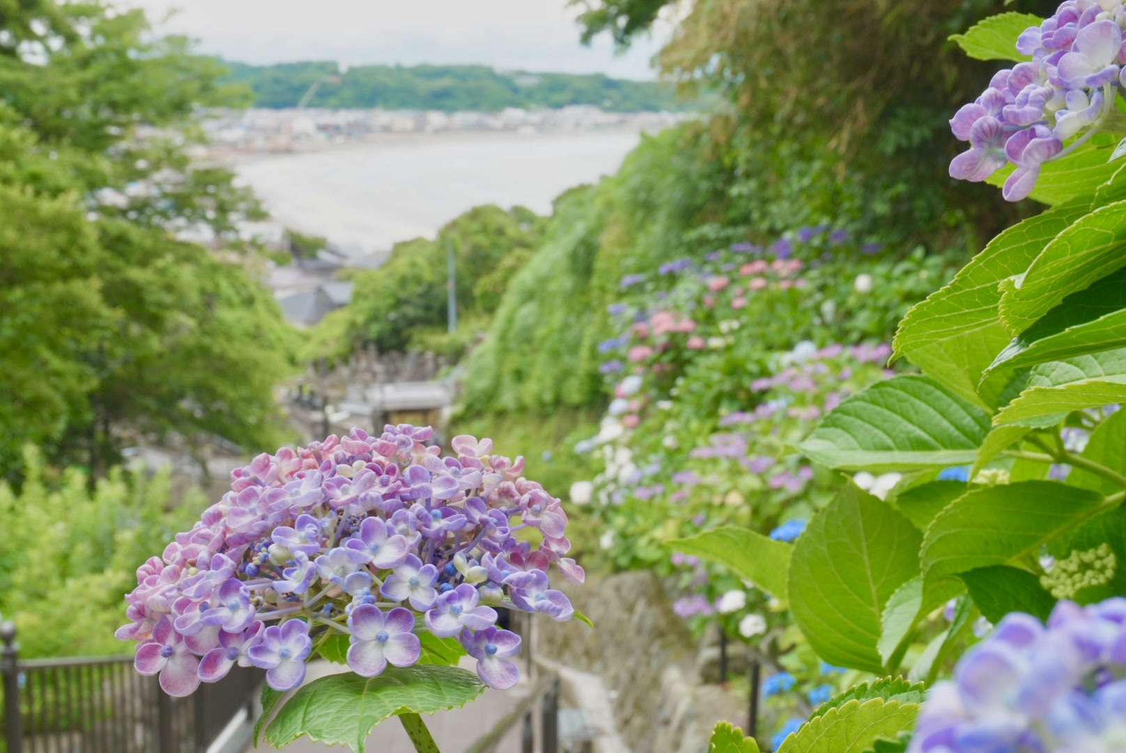 成就院から眺める紫陽花と由比ヶ浜