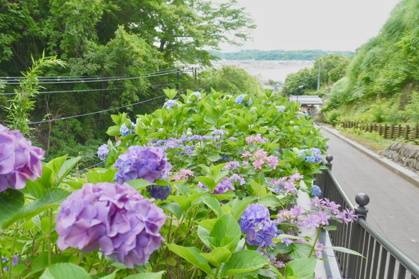 成就院から眺める紫陽花と由比ヶ浜