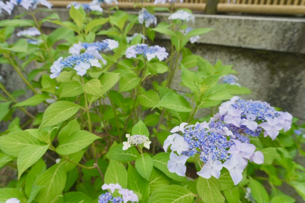 成就院の紫陽花