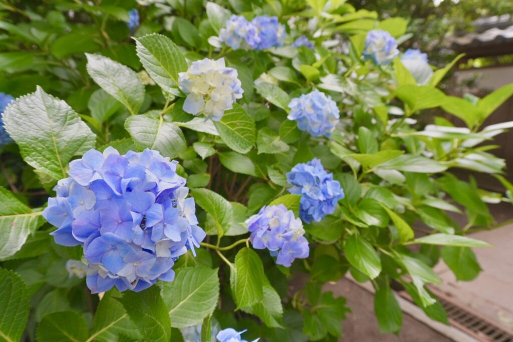 鎌倉の極楽寺の紫陽花