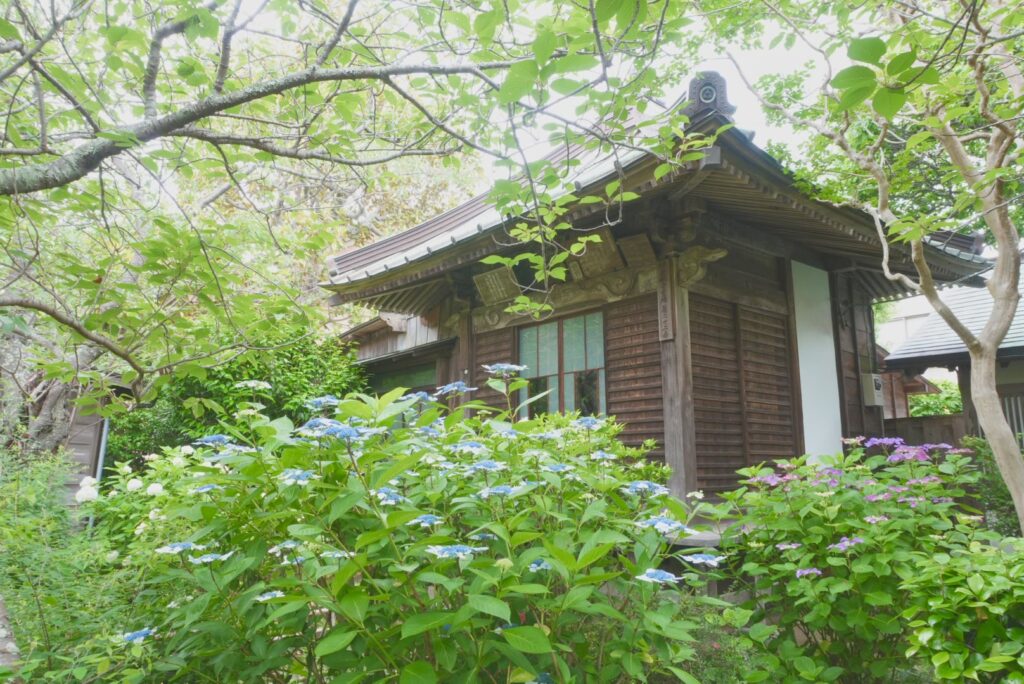 鎌倉の極楽寺の紫陽花
