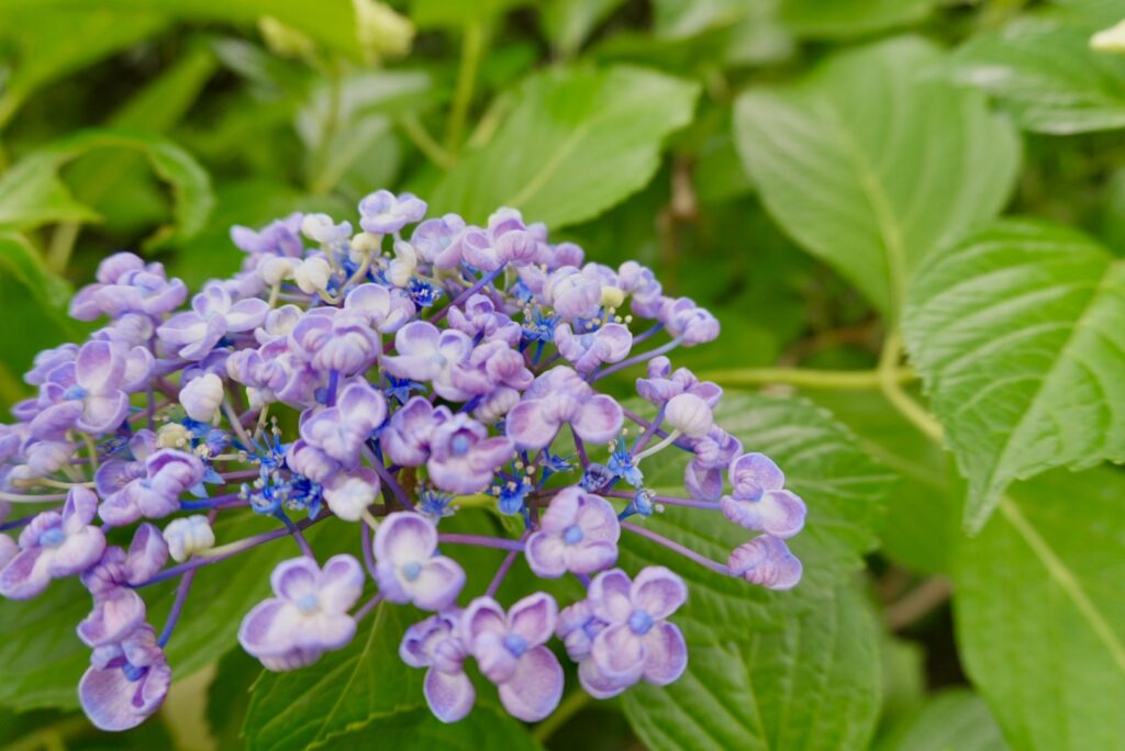 成就院の紫陽花