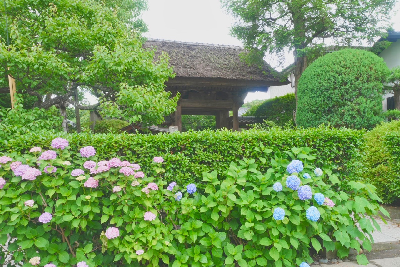 鎌倉の極楽寺の紫陽花