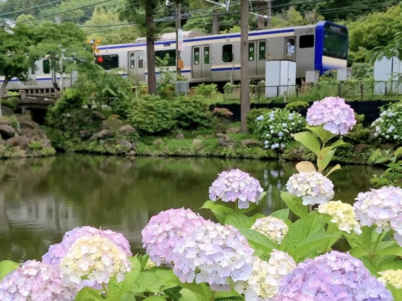 鎌倉「円覚寺」白鷺池周辺の紫陽花