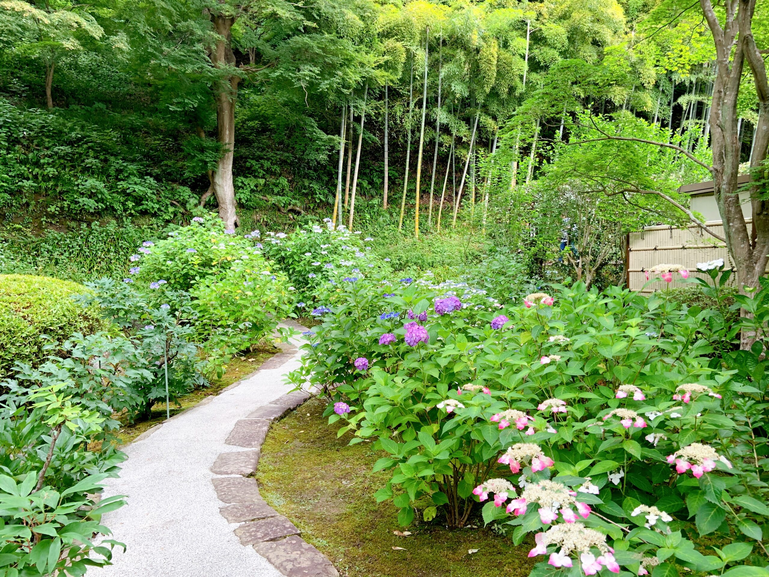 鎌倉の「長寿寺」の紫陽花