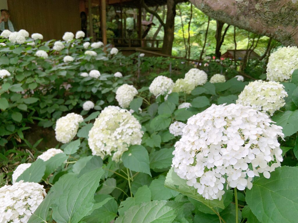 鎌倉の「一条恵観山荘」の紫陽花