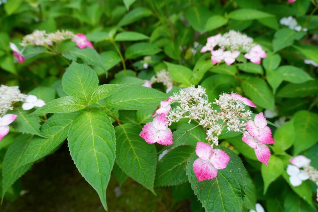 鎌倉の「長寿寺」の紫陽花