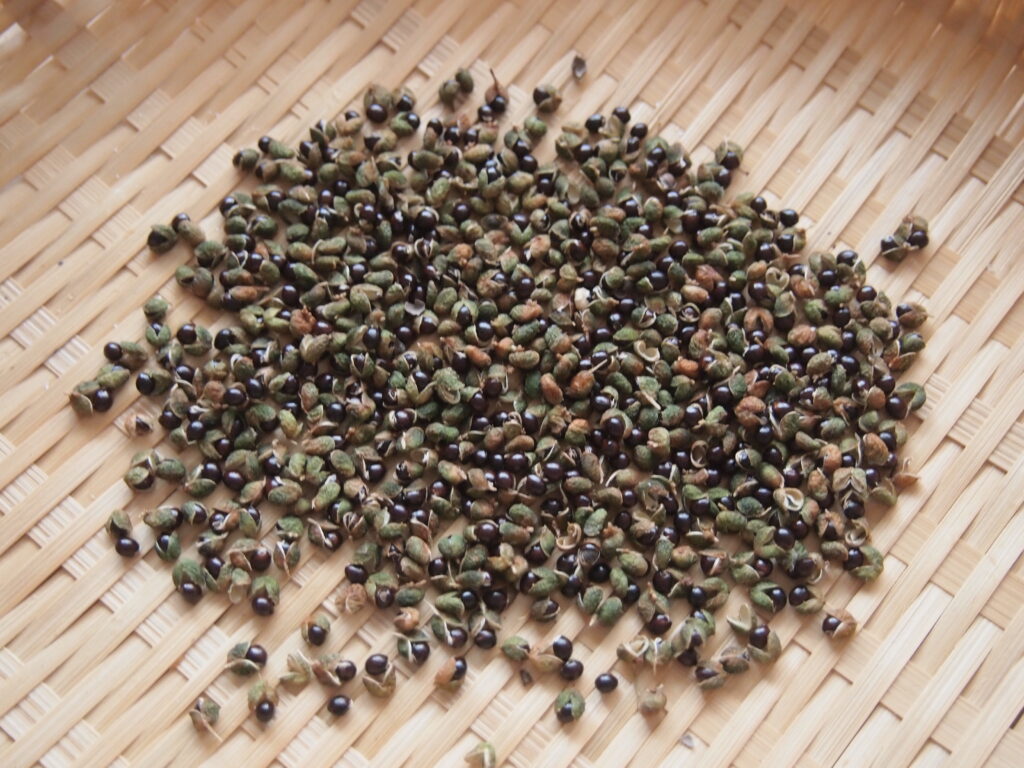 粉山椒の作り方