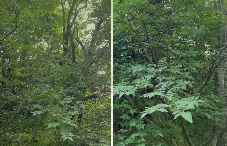 山椒の木